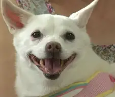 헤헤