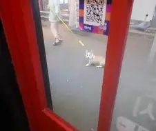 반려견 키울때 생각보다 조심해야되는거