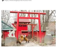 일본 신사에서 찍힌 사진