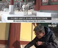 절에사는 개가 식탐이없는이유