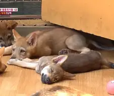 늑대 강아지들