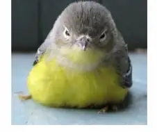 테니스 공처럼 생긴 조류