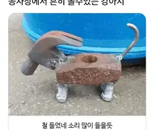 조용히 제자리를 지키는 철든 강아지