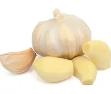 님들 마늘 많이 먹으면 죽을 수 있음