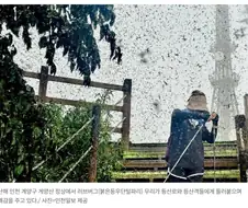 러브버그가 해충인 이유 ㅎㅎㅎ