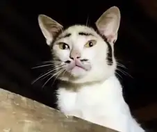 3류 악당처럼 생긴 고양이