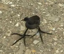 중국에서 절대로 살아남을 수 없는 새?