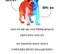 치와와에 대한 흥미로운 사실