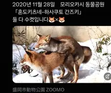 기합찬 퍼리