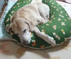 늑대의 후예.