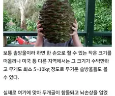 미국에서 소나무를 조심해야 하는 이유