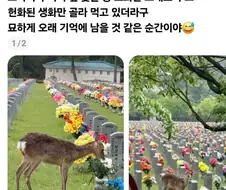 현충원에 고라니라니 관리자는 월급 루팡이냐!!!