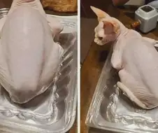 생닭이다옹
