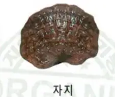 보라색 자지 보고가라