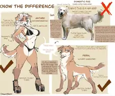 퍼리랑 수간 구분방법