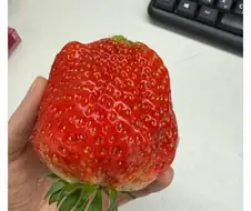 과장님이 하사한 딸기