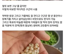 한국인에게 잘못 걸린 생태계 교란종