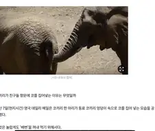 코끼리 간식상자