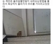 강아지가 가출했다