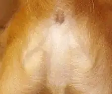 개 똥구멍