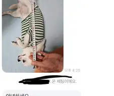 당근에 강아지 집 올려놨는데 문의 옴