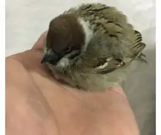 다친 참새를 도와준 디시인.