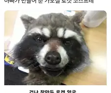 아빠가 아들을 라쿤으로 만들어버림