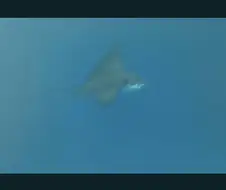 ai님이 알려주는 오랑우탄.jpg