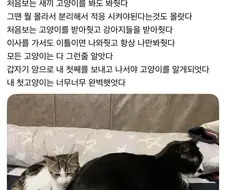 내 첫고양이는 너무너무 완벽했었다.