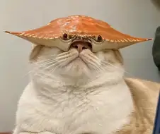 게냥이