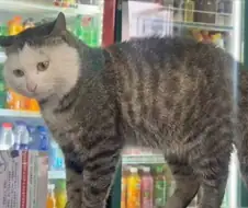 얼굴만 왁싱한듯한 고양이