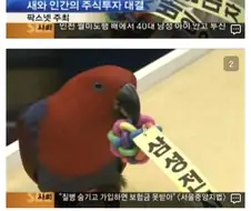 주식) 앵무새 vs 인간