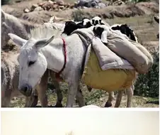 새끼양 나르는 당나귀.jpg