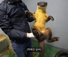 담비 특
