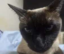 고양이 : 야 밥!!!