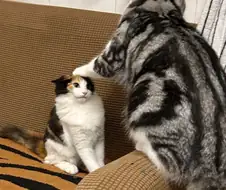 고양이: 눈높이를 낮추도록