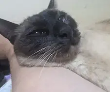 집사 손이 편하고 좋은 고양이