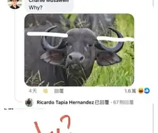 해외에서 유행중인 Why 밈