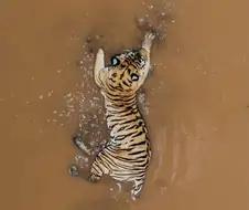 한반도 지도가 호랑이로 묘사되는 이유