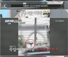 5월쯤 전국 각지에서 일어나는 까마귀 공격 사태