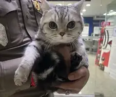 경찰공격해서 체포된 고양이.jpg