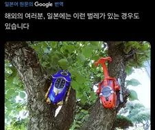 일본에서만 발견되는 초레어풍뎅이