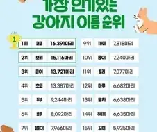 가장 많이 쓰이는 강아지 이름 순위