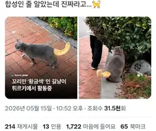 그래픽 버그난 고양이.x