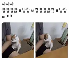 담배피던 고양이가 사람말을 하던 시절