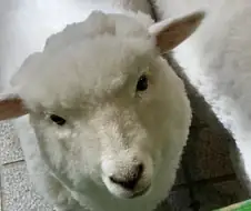 양이나 보고가라