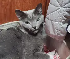 잘 자고 일어난 고양이