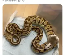 "키우는 뱀이 음식을 먹지를 않는군"