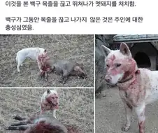 주인의 거처를 침범한 야생의 불청객을 충직한 신수가 단칼에 베어 버렸습니다.