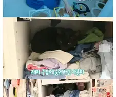 고양이 때문에 시어미질 당하는 박수홍 유튜브.jpg